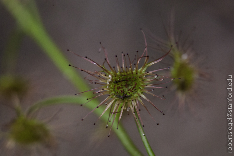 sundew